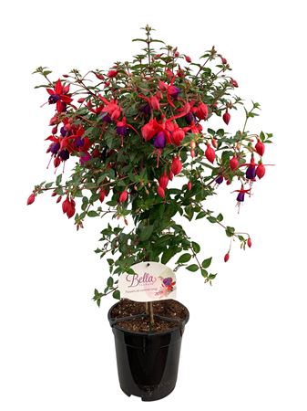 Fuchsia On Stem Angela