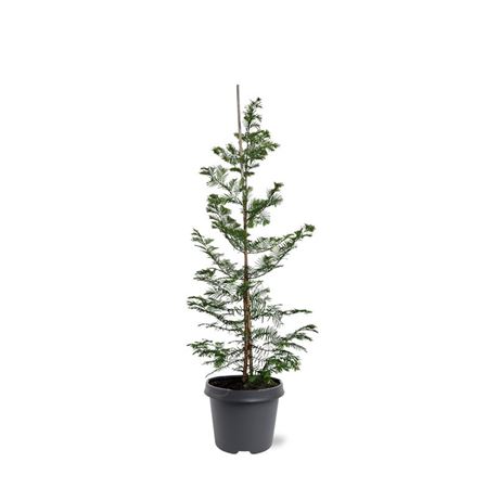 Metasequoia Glyptostroboïdes