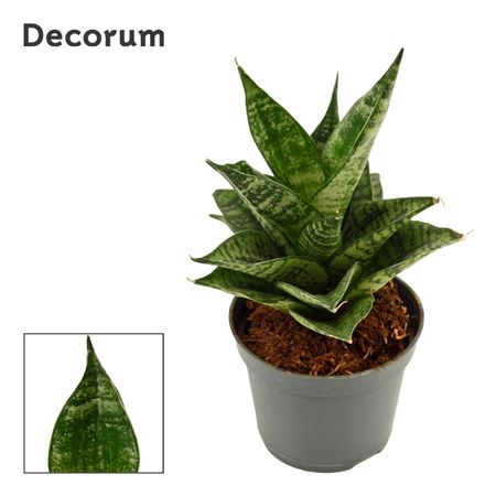 Sansevieria Erlandel Crown (decorum)