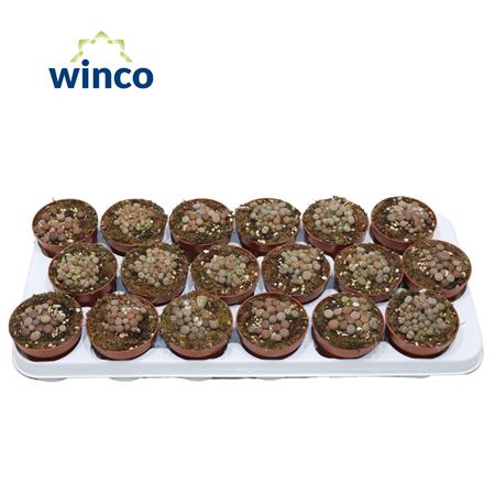 Lithops Grey (group)