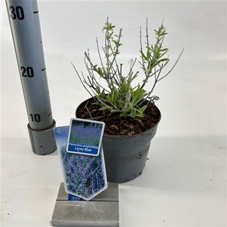 Perovskia Atr Lacey Blue