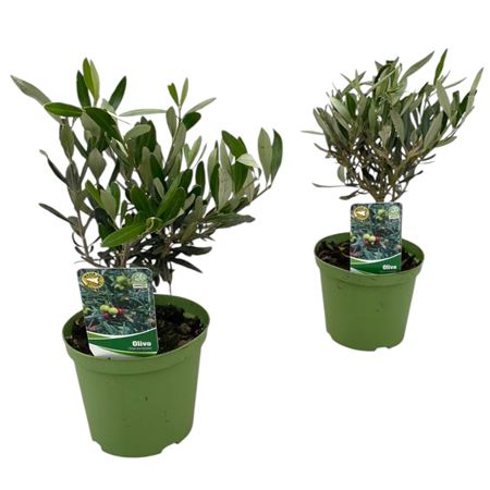 Olea Europaea On Mini-stem