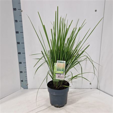 Calamagrostis Acutiflora Karl Foerster