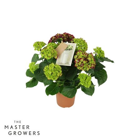 Hydrangea Ma Hi Fire Lila 7+