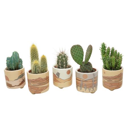 Cactus Mix Palm Mar