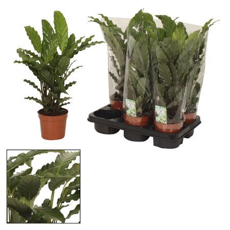 Calathea Tropistar