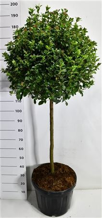 Viburnum Tin Eve Price On Stem