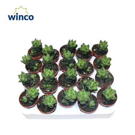 Haworthia Reinwardtii