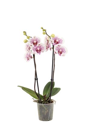 Phal 2st Bounty 16+ (vg)
