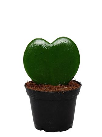 Hoya Kerrii 1pp