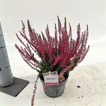 Calluna Gg Athene