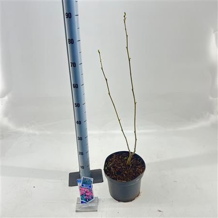 Albizia Julibrissin Ombrella