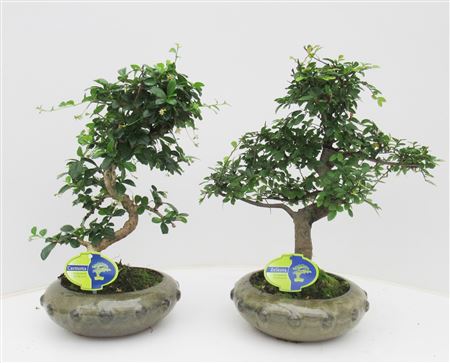 Bonsai Mix, Indoor