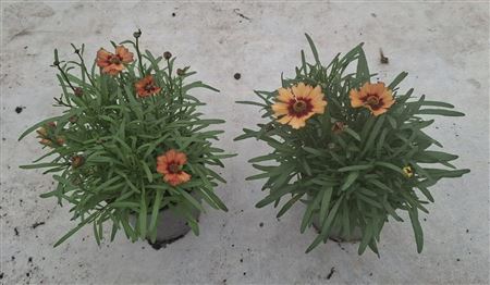 Coreopsis Verticillata Mix