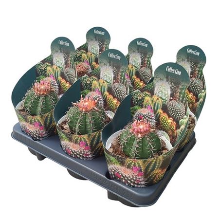 Melocactus Matanzanus