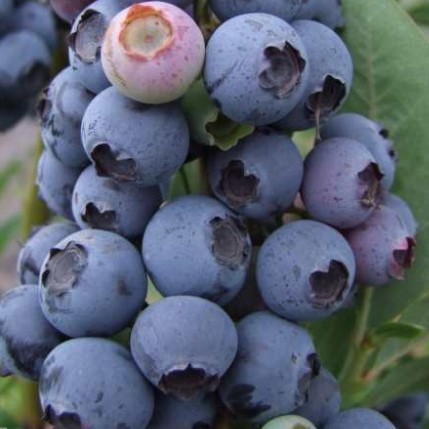 Голубика высокорослая Блюэтта