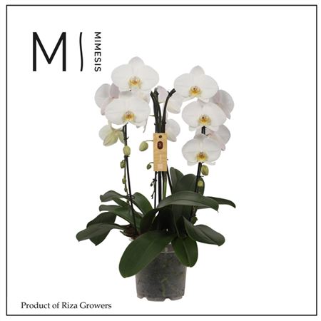Phal 3st Crown White 24+ (mimesis)