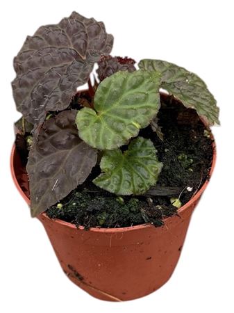 Begonia Black Mountain