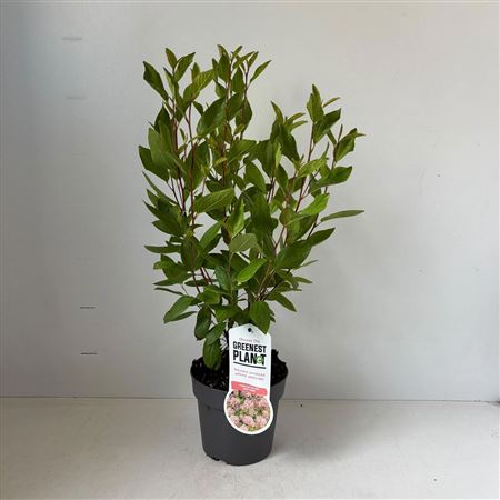 Ceanothus Pallidus Marie Simon
