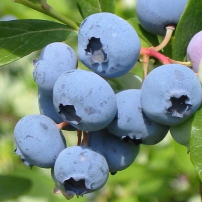 Голубика высокорослая Блюкроп