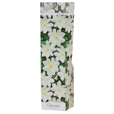 Clematis White