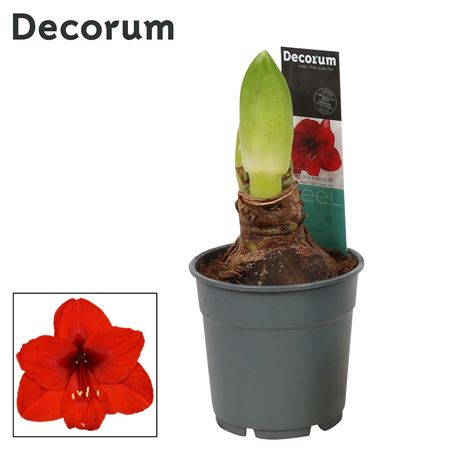 Hipp Royal Red 2pp Extra Op (decorum)