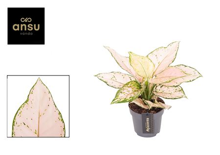 Aglaonema Rosa Joy