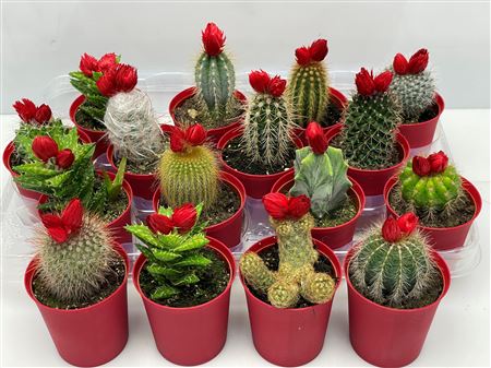 Cactus Dryflowers Red In Pot