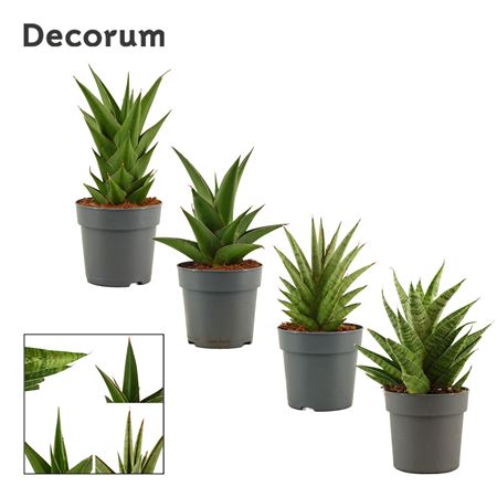 Sansevieria Crown Mix 12 Cm (decorum)