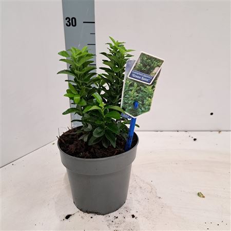 Euonymus Jap Green Spire