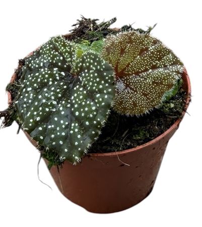 Begonia Curtisii Galaxy