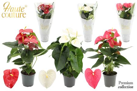 Anthurium 17 Cm 3 Color Mix In Haute Couture Sleev