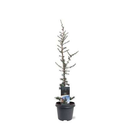 Cedrus Libani Glauca
