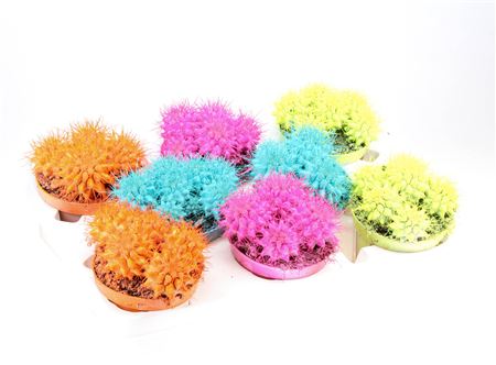 Echinocactus Rainbow Dubbel Summer Mix