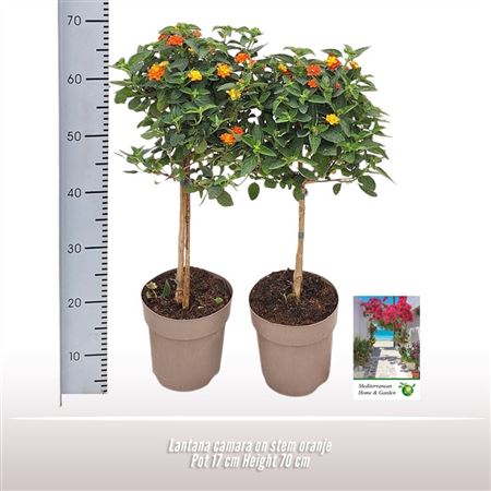 Lantana Camara On Stem Orange