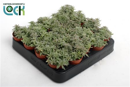 Crassula Silver Spark