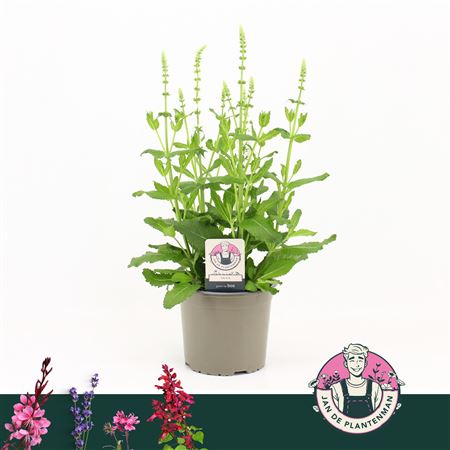 Salvia Nem White Sensation
