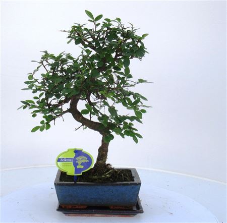 Bonsai With Driptray