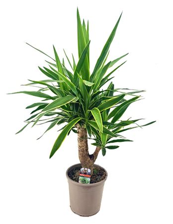 Yucca Puck Branched