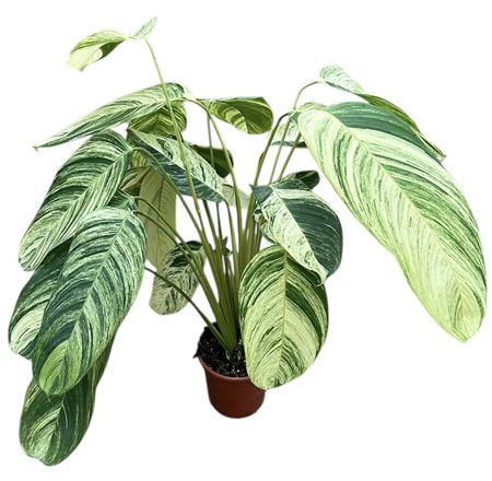 Stromanthe Rolandicus