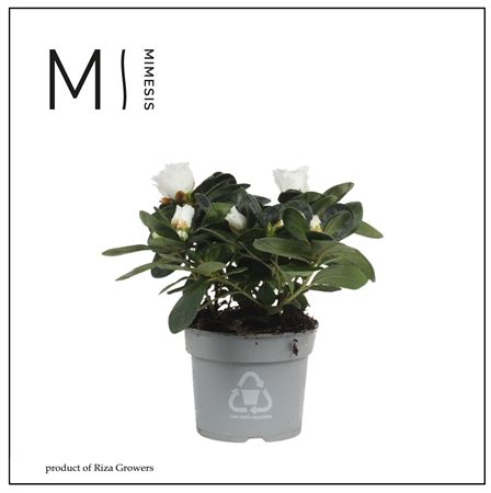 Azalea White (mimesis)