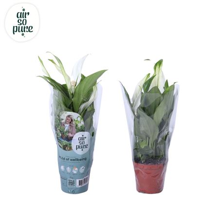 Spath Pearl Cupido 2+