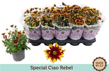 Chrys Special Ciao Rebel 3pp