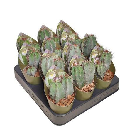 Polaskia Chichipe Potcover