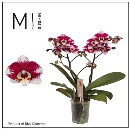 Phal 2st Spirit Red Special