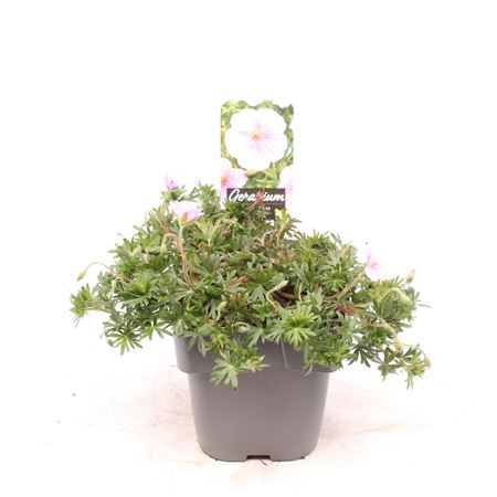 Geranium Sanguineum Apfelblute