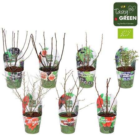 Fruit Mix Bio Potcover