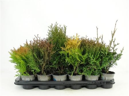 Thuja Mix