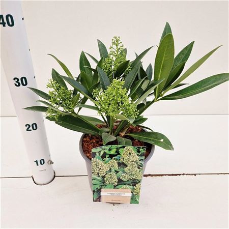 Skimmia Confusa Kew Green