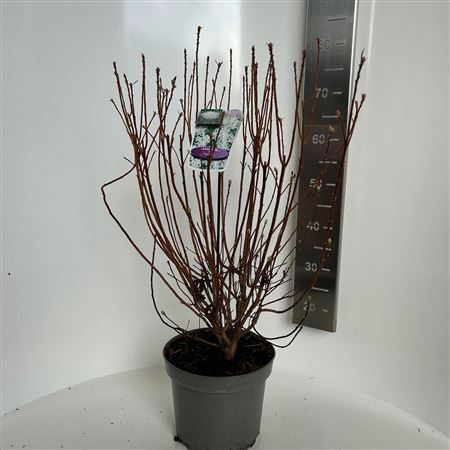 Rhodo (ak) Viscosa